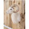 Image 3 : Texas Dall Ram Sheep Shoulder Mount Taxidermy