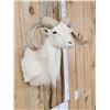 Image 4 : Texas Dall Ram Sheep Shoulder Mount Taxidermy