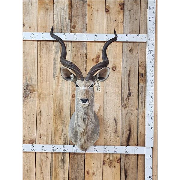 African Kudu Shoulder Mount Taxidermy