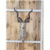 Image 1 : African Kudu Shoulder Mount Taxidermy
