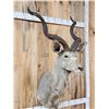 Image 2 : African Kudu Shoulder Mount Taxidermy