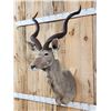 Image 3 : African Kudu Shoulder Mount Taxidermy