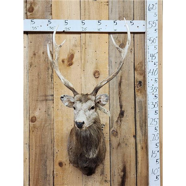 Sika Deer Shoulder Mount Taxidermy