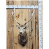 Image 1 : Sika Deer Shoulder Mount Taxidermy