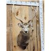 Image 2 : Sika Deer Shoulder Mount Taxidermy