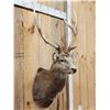 Image 3 : Sika Deer Shoulder Mount Taxidermy