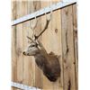 Image 4 : Sika Deer Shoulder Mount Taxidermy