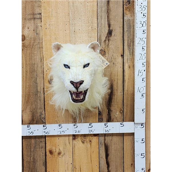 100% Reproduction White Lion Taxidermy