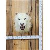 Image 1 : 100% Reproduction White Lion Taxidermy