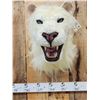 Image 2 : 100% Reproduction White Lion Taxidermy