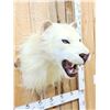 Image 3 : 100% Reproduction White Lion Taxidermy