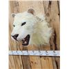 Image 4 : 100% Reproduction White Lion Taxidermy