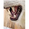 Image 5 : 100% Reproduction White Lion Taxidermy