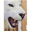 Image 6 : 100% Reproduction White Lion Taxidermy