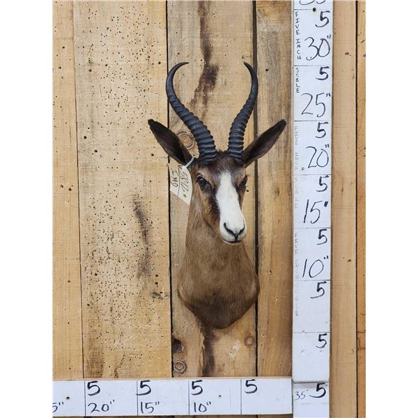 African Chocolate Springbok Shoulder Mount Taxidermy