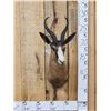 Image 1 : African Chocolate Springbok Shoulder Mount Taxidermy