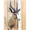 Image 2 : African Chocolate Springbok Shoulder Mount Taxidermy