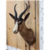 Image 3 : African Chocolate Springbok Shoulder Mount Taxidermy