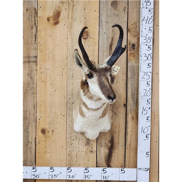 Pronghorn Antelope Shoulder Mount Taxidermy