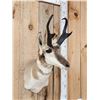 Image 2 : Pronghorn Antelope Shoulder Mount Taxidermy