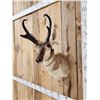 Image 3 : Pronghorn Antelope Shoulder Mount Taxidermy
