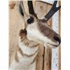 Image 4 : Pronghorn Antelope Shoulder Mount Taxidermy