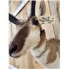 Image 5 : Pronghorn Antelope Shoulder Mount Taxidermy