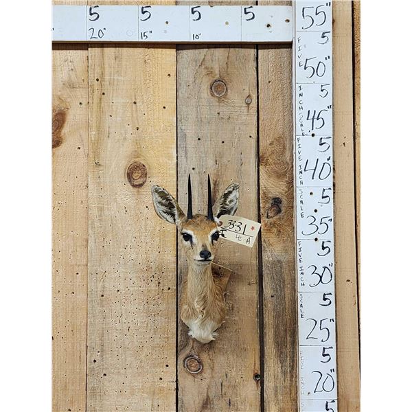 African Duiker Shoulder Mount Taxidermy