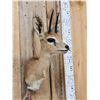 Image 2 : African Duiker Shoulder Mount Taxidermy