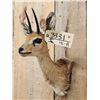 Image 3 : African Duiker Shoulder Mount Taxidermy