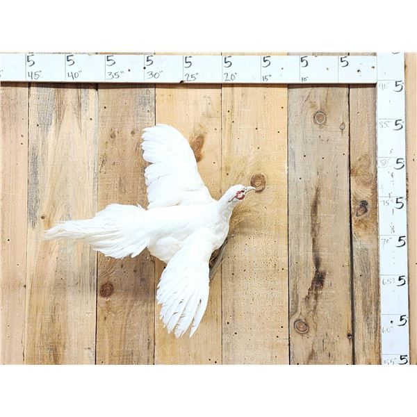 White Pheasant In Flight Bird Taxidermy