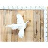 Image 1 : White Pheasant In Flight Bird Taxidermy