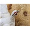 Image 2 : White Pheasant In Flight Bird Taxidermy