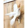 Image 3 : White Pheasant In Flight Bird Taxidermy