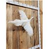 Image 4 : White Pheasant In Flight Bird Taxidermy
