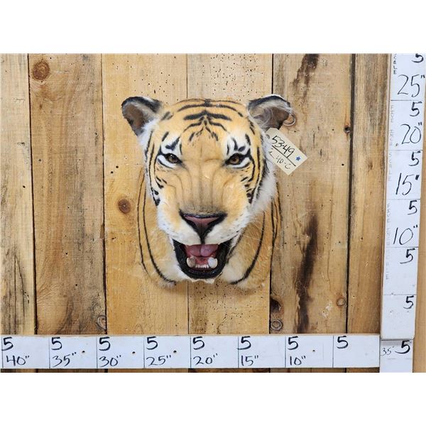 100% Reproduction Tiger Shoulder Mount Taxidermy