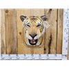 Image 1 : 100% Reproduction Tiger Shoulder Mount Taxidermy