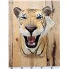 Image 2 : 100% Reproduction Tiger Shoulder Mount Taxidermy