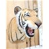Image 3 : 100% Reproduction Tiger Shoulder Mount Taxidermy
