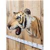 Image 4 : 100% Reproduction Tiger Shoulder Mount Taxidermy
