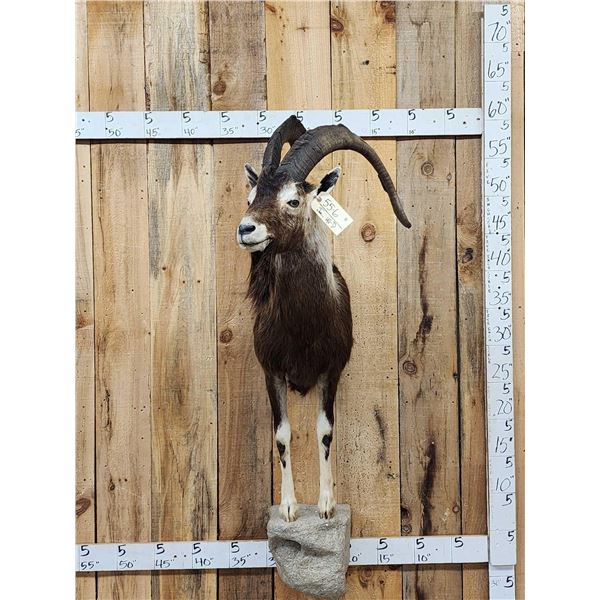 Ibex / Feral Goat Cross Half Body Taxidermy Mount