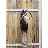 Image 1 : Ibex / Feral Goat Cross Half Body Taxidermy Mount