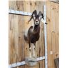 Image 2 : Ibex / Feral Goat Cross Half Body Taxidermy Mount