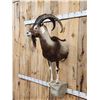 Image 3 : Ibex / Feral Goat Cross Half Body Taxidermy Mount