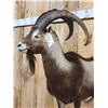 Image 4 : Ibex / Feral Goat Cross Half Body Taxidermy Mount