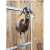 Image 5 : Ibex / Feral Goat Cross Half Body Taxidermy Mount