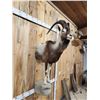 Image 6 : Ibex / Feral Goat Cross Half Body Taxidermy Mount