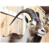 Image 7 : Ibex / Feral Goat Cross Half Body Taxidermy Mount