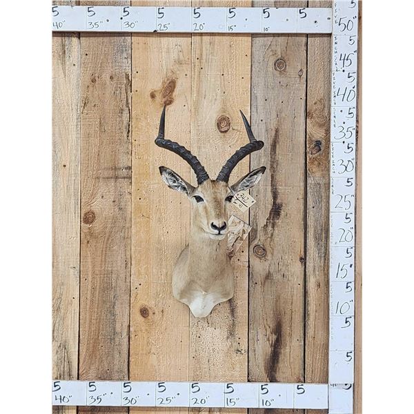 African Impala Shoulder Mount Taxidermy