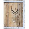 Image 1 : African Impala Shoulder Mount Taxidermy